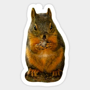 Red Squirrel eating a nut Sticker